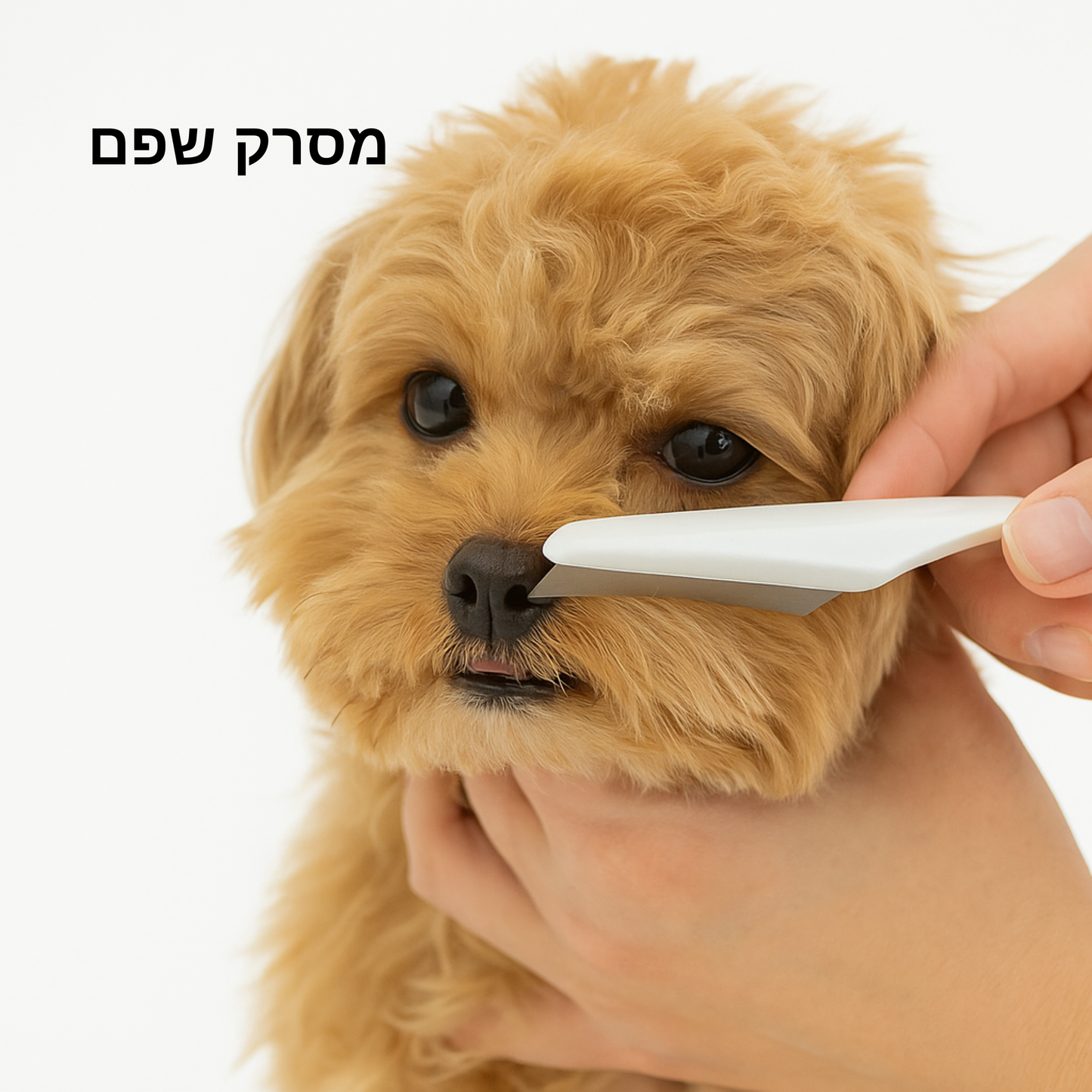 פבלו אסקובר - מסרק לשפם 